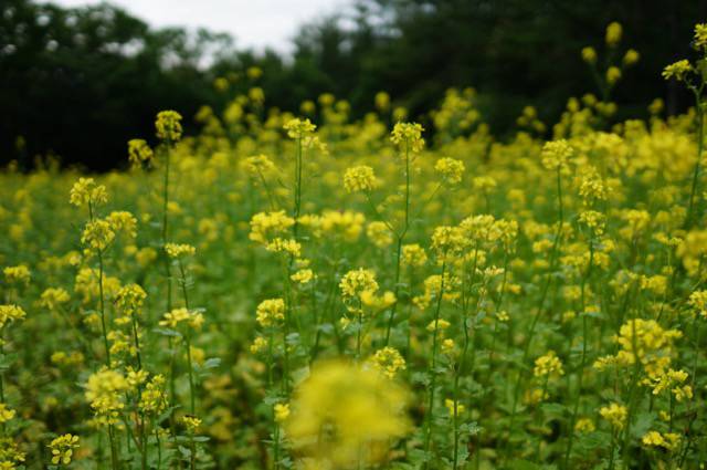 f:id:sabotennmegane:20180908233326j:plain 菜の花畑