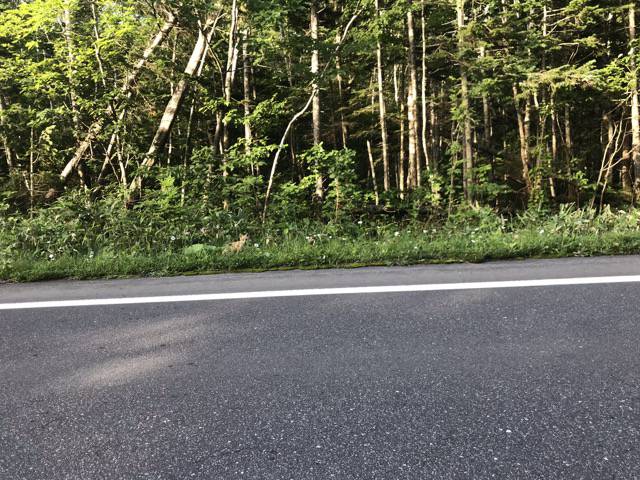 f:id:sabotennmegane:20180911183924j:plain 野生のキタキツネ