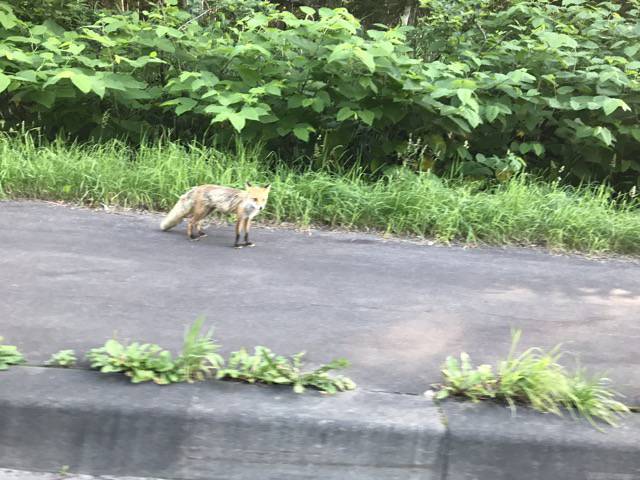 f:id:sabotennmegane:20180911184009j:plain 夏のキタキツネ