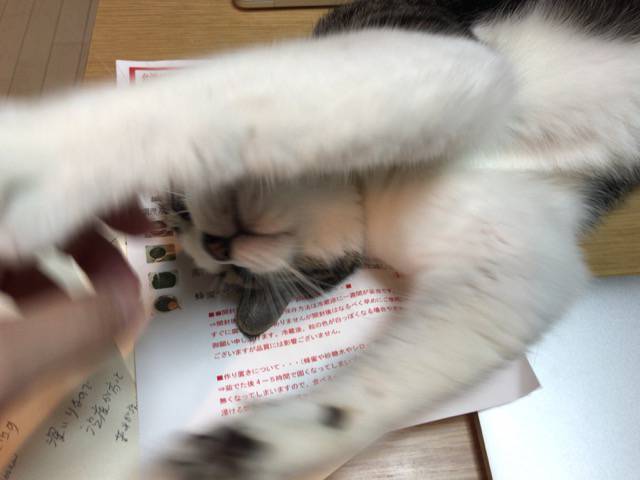 f:id:sabotennmegane:20180928204450j:plain タピオカの説明書