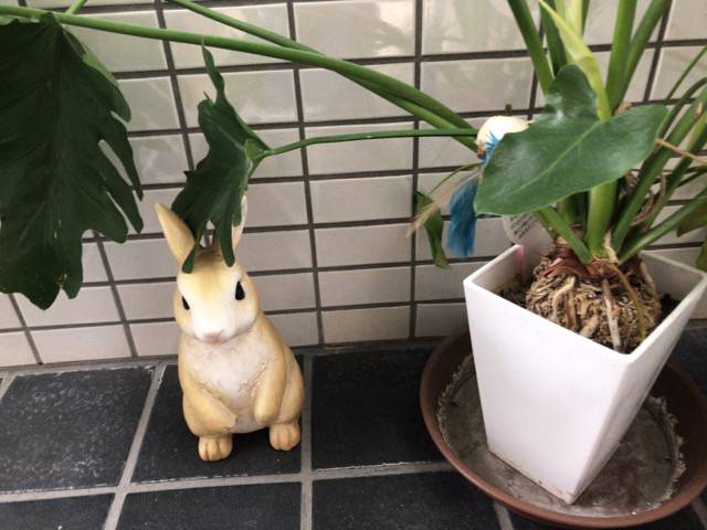 f:id:sabotennmegane:20181028232749j:plain クロミミラパンの入り口