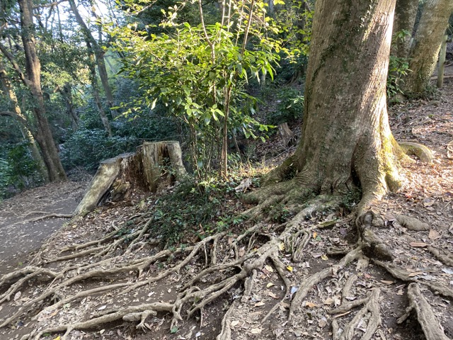 高尾山4号路